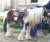 Ois�n O Lil